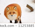 Rugged facial fox 11253885