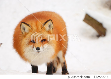 Rugged facial fox 11253885