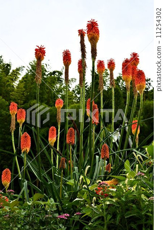 Orange blossom 11254302