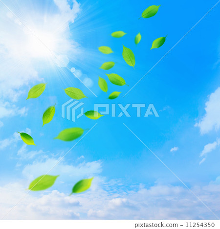 Leaves dancing in the blue sky 11254350