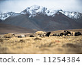 many sheep walking in Himalayas background. 11254384