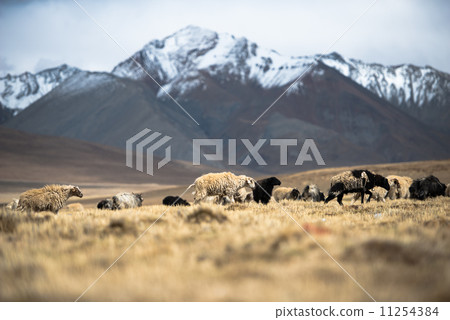 many sheep walking in Himalayas background. many sheep walking in Himalayas background. 11254384