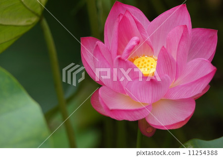 蓮花 蓮花 11254388