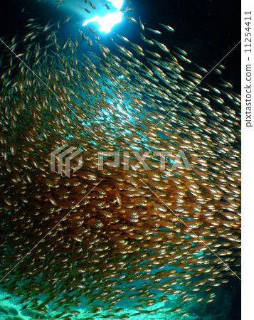 Kimmododoki沖繩國家公園Kerama群島 11254411