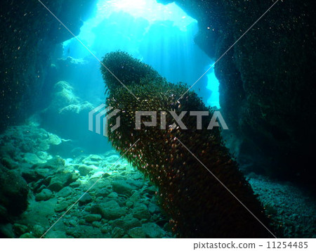 Kimmododoki Okinawa National Park Kerama Islands flock 11254485