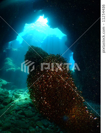 Kimmododoki Okinawa National Park Kerama Islands flock 11254486