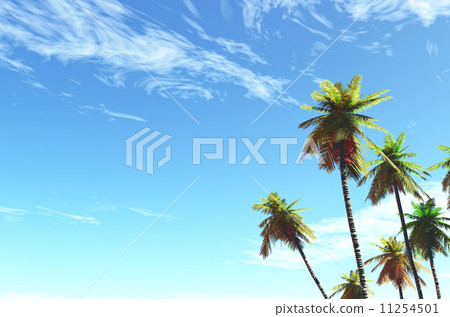 Coco and blue sky 11254501