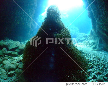 Kimmododoki Okinawa National Park Kerama Islands flock Kimmododoki Okinawa National Park Kerama Islands flock 11254504