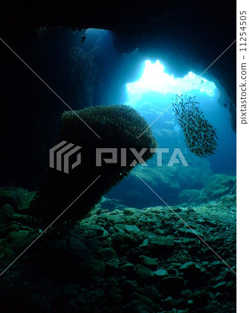 Kimmododoki Okinawa National Park Kerama Islands flock 11254505