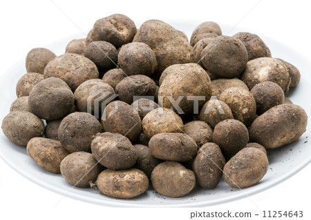 Mushroom - Barometer Earthstars on white 11254643