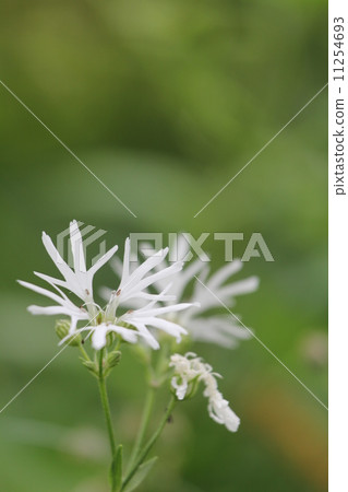 Rikinis · White Robin Rikinis · White Robin 11254693