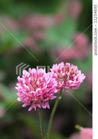 Red leaf clover Red leaf clover 11254695