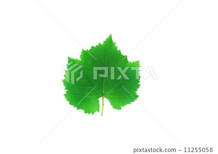 Leaf background material · Leaf of grape (giant peak) · 1 sheet vertical lateral position 11255058