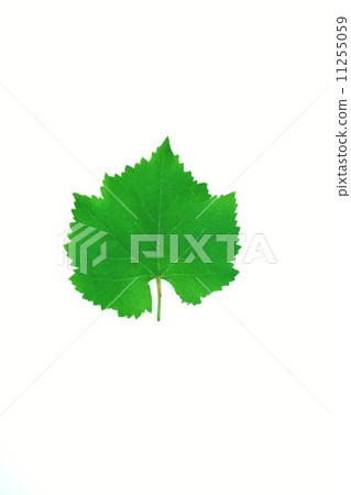 Leaf background material · Leaves of grapes (gigantic) · 1 vertical vertical position Leaf background material · Leaves of grapes (gigantic) · 1 vertical vertical position 11255059