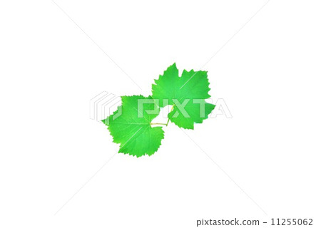 葉背景材料·葡萄(巨峰)葉·2個橫向位置 葉背景材料·葡萄(巨峰)葉·2個橫向位置 11255062