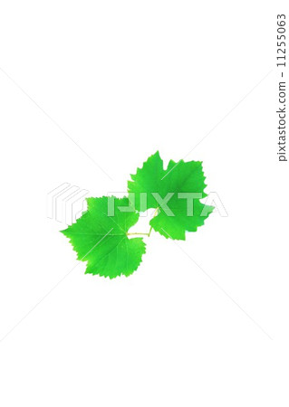 葉背景材料·葡萄（巨峰）葉·垂直位置2張 11255063