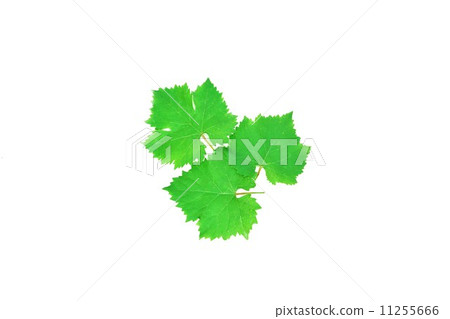 Leaf background material · Grape (Kyoho) leaves · 3 pieces lateral position 11255666