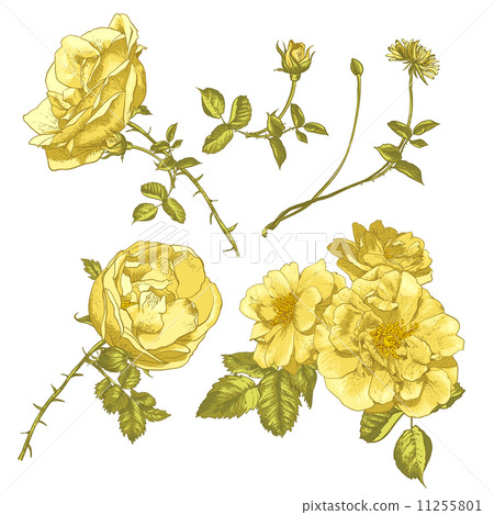 Set of floral design elements. Set of floral design elements. 11255801