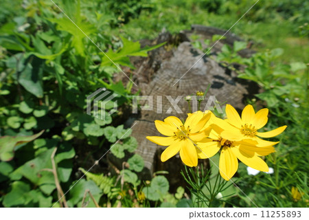 Stump and Harsha chrysanthemum Stump and Harsha chrysanthemum 11255893