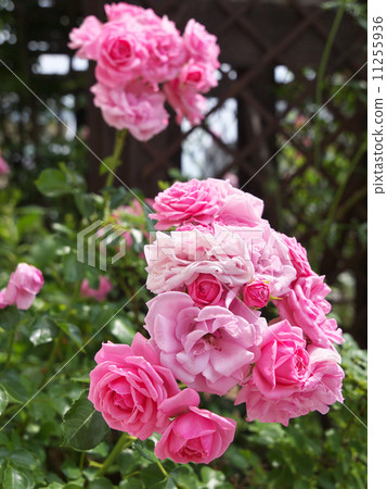 皇家伯尼卡 11255936