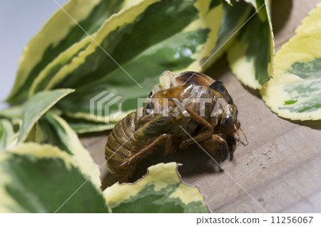 Cicadas emerging 11256067