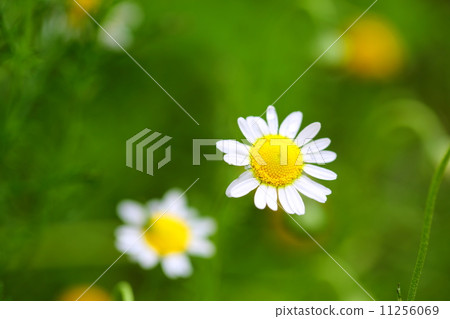 Roman chamomile 11256069