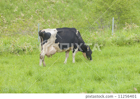 Cattle grazing Cattle grazing 11256401