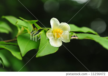 Summer Camellia 11256472