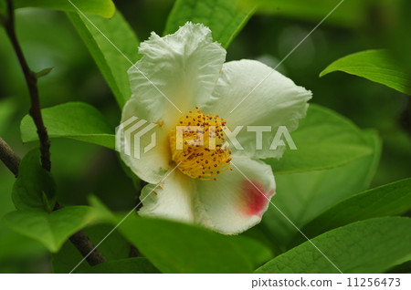 Summer Camellia 11256473