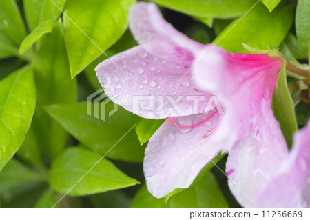 濕杜鵑花 11256669