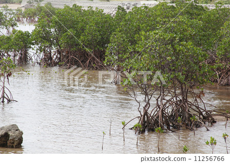 Mangrove at Ishigakijima 11256766