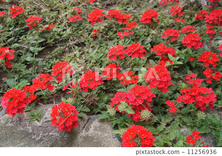 明亮的紅色benvena 11256936