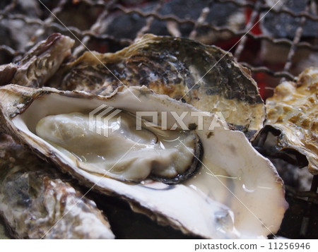 Oysters  11256946