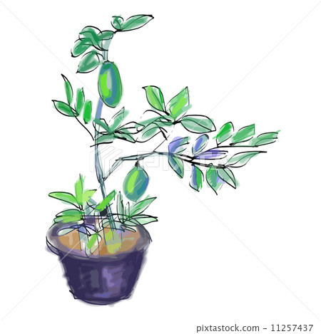 Sketch vector of lemon tree 11257437