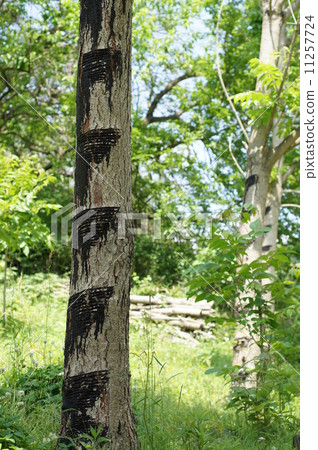 Lacquerware Lacquerware 11257724