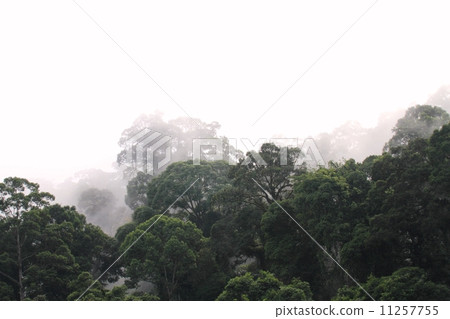 清晨熱帶雨林 11257755