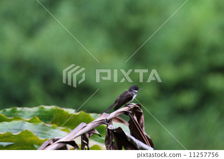 Pied Fantail（Muna Obsidian） 11257756