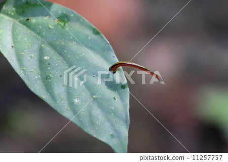 Tiger reach 11257757