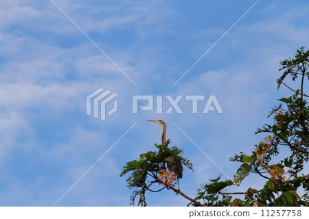 Purple Heron (Murasakagi) 11257758