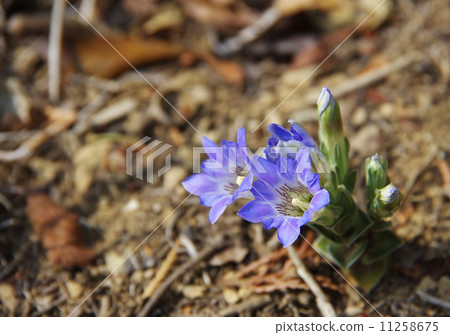 Gentian Gentian 11258675
