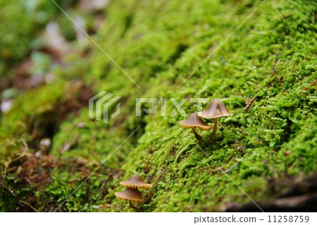 苔蘚和蘑菇 11258759