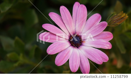 粉紅瑪格麗特 11258799