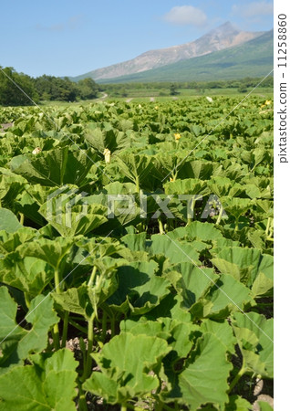 Pumpkin field and mountain 11258860