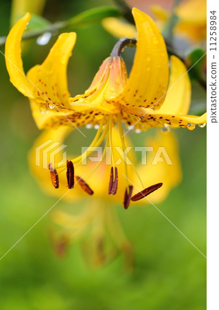 黃色百合花特寫鏡頭 11258984