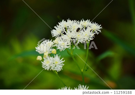 Larchaceous 11259188