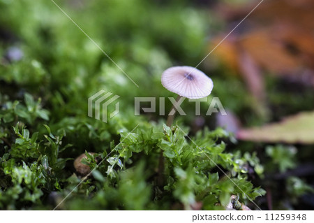 森林蘑菇 11259348
