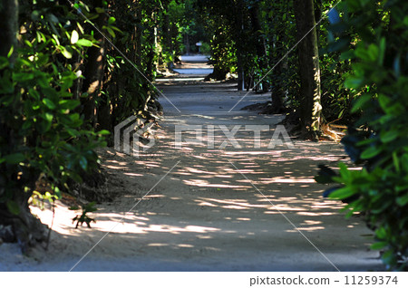 Bise Fukugi Namiki - 8 Bise Fukugi Namiki - 8 11259374