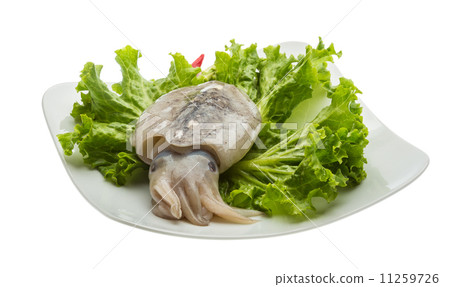 Raw cuttlefish Raw cuttlefish 11259726