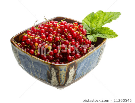 Red currant 11260545