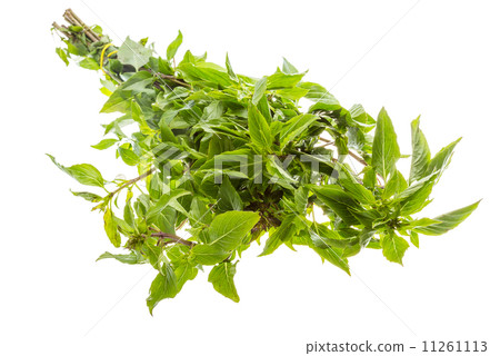 pepper mint 11261113